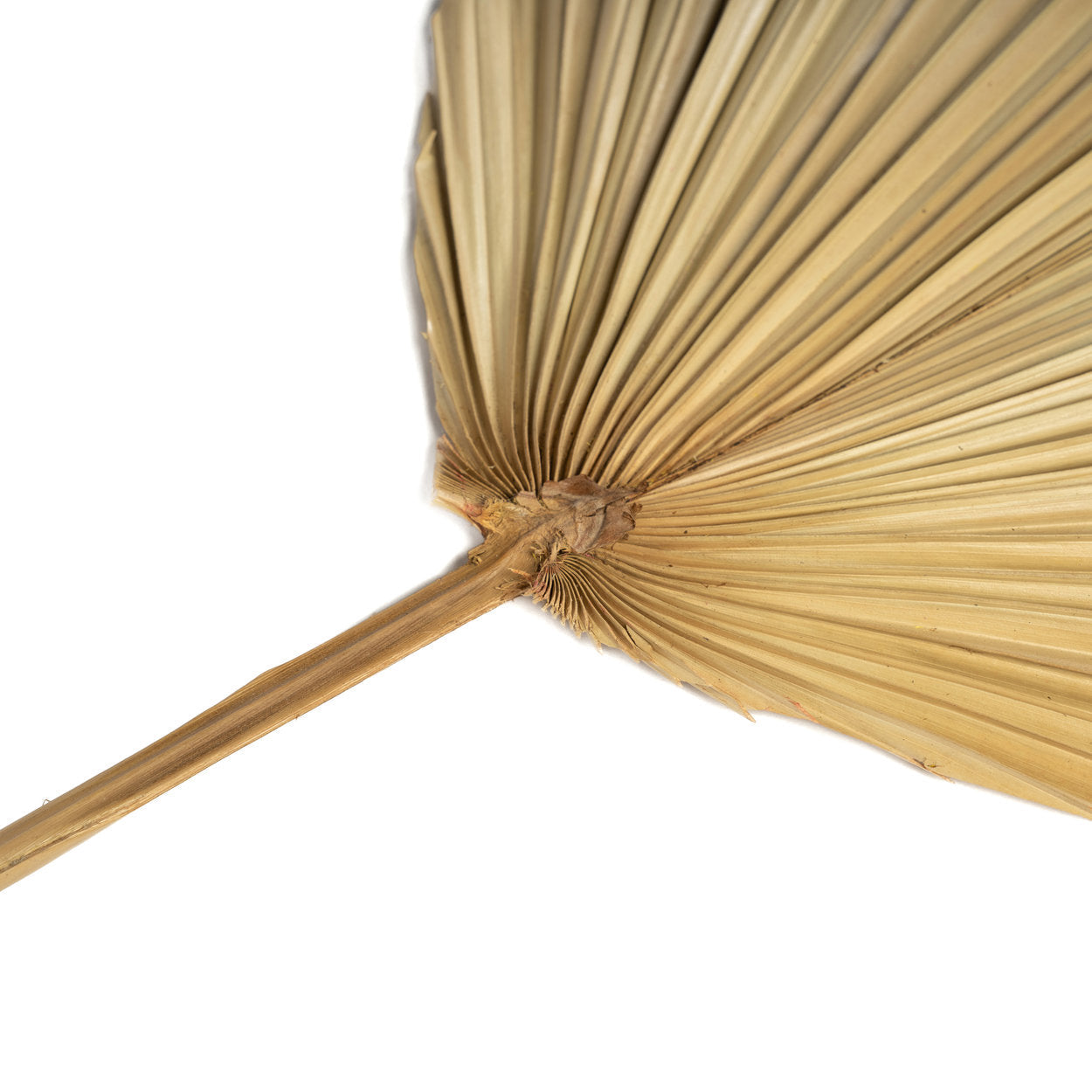 "The Rayung Leaf - Natural"