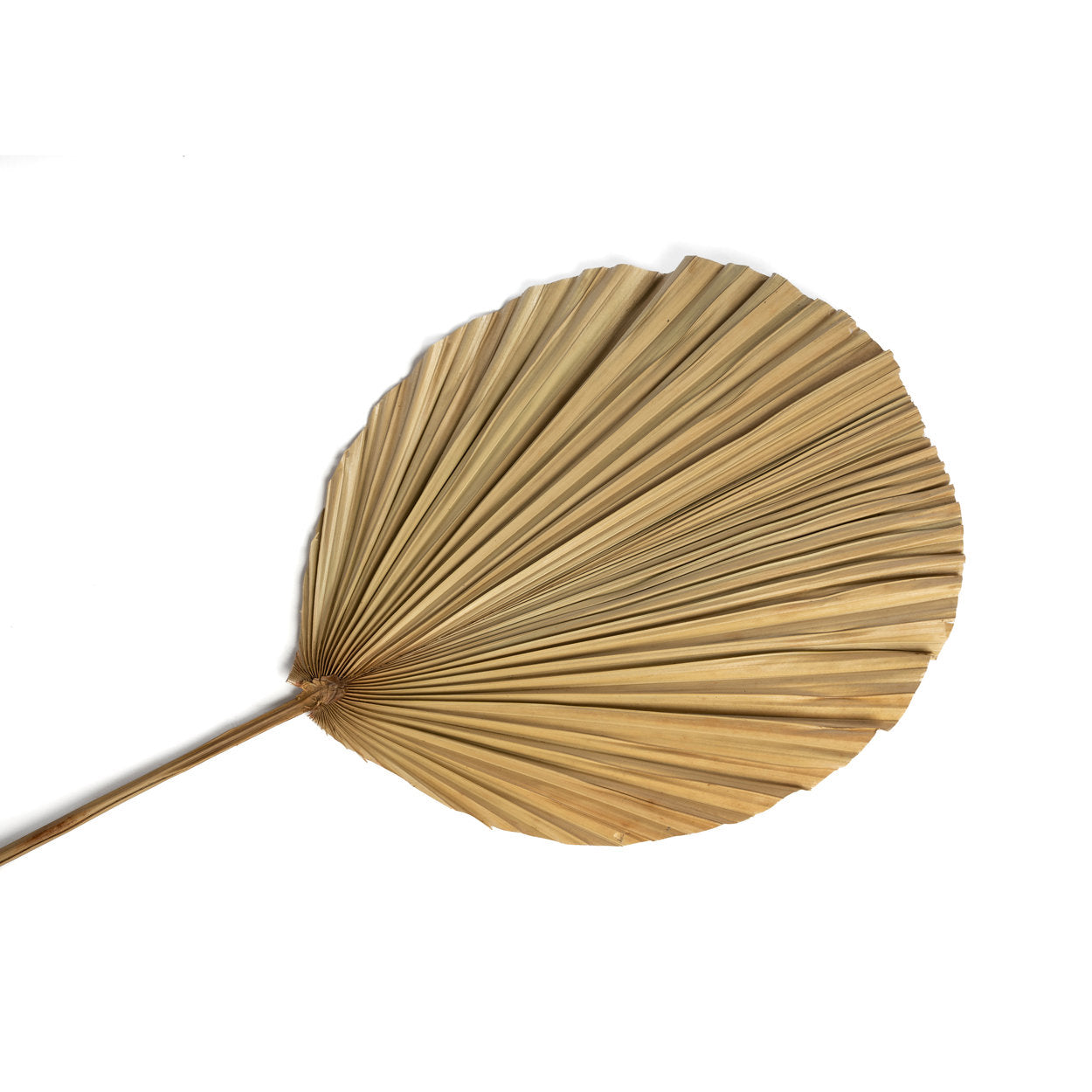 "The Rayung Leaf - Natural"